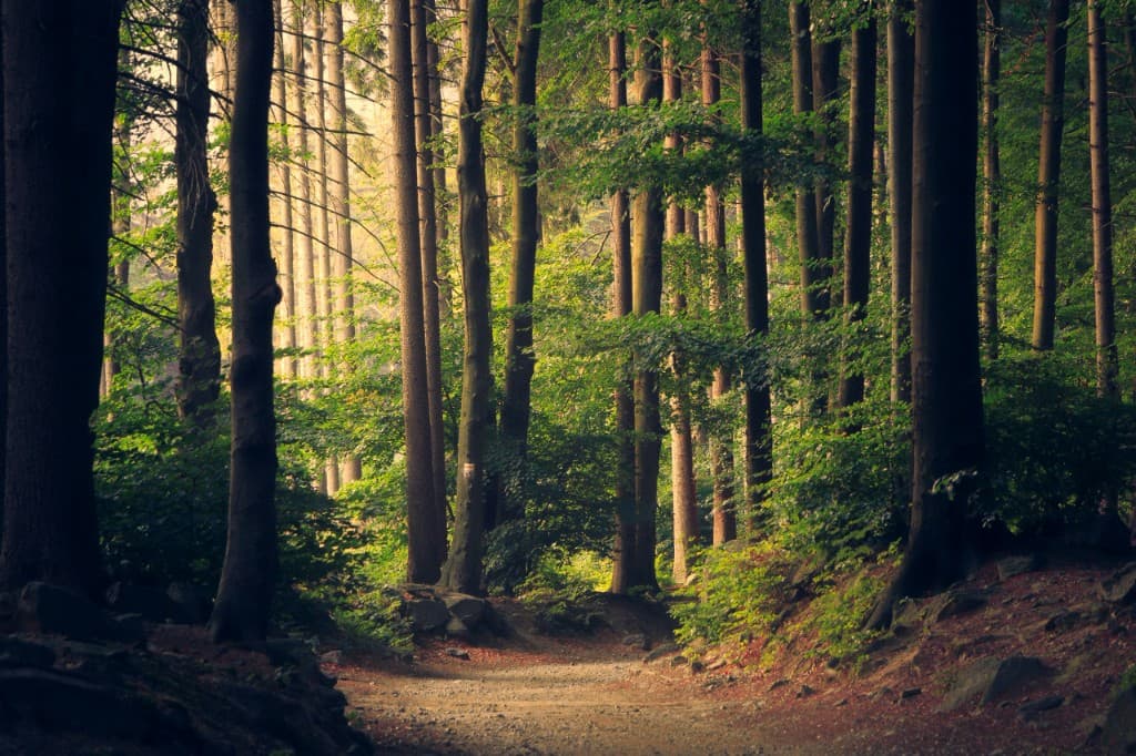 Forest Bathing & Mindfulness Retreat — retreat in Black Forest, Germany